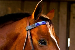 Beaded-Browband-Design-A-002