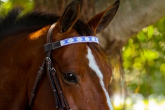 Beaded-Browband-Design-D-003