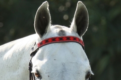 Beaded-Browband-Design-D-015