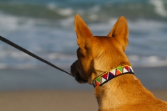 masai-dog-collars-palm-beach-034