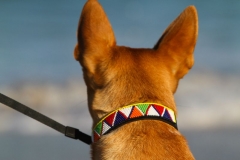 masai-dog-collars-palm-beach-045