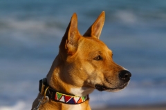 masai-dog-collars-palm-beach-057